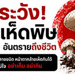 ระวังเห็ดพิษ อันตรายถึงชีวิต